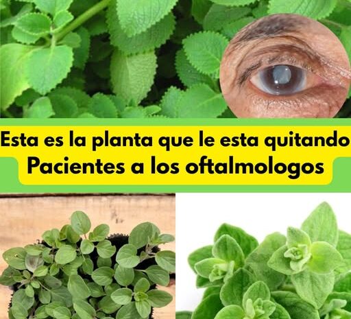 Descubre la Planta que Podría Mejorar tu Visión: Un Remedio Natural para Ojos Sanos