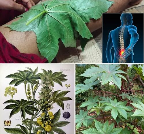 Descubriendo el Oro Verde: Beneficios y Usos del Ricino en la Medicina Natural
