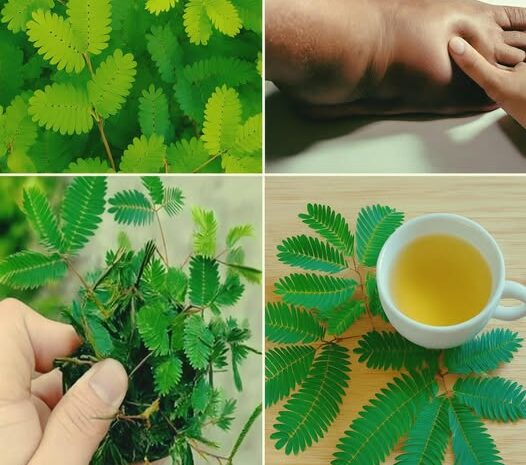 Mimosa Pudica: La Planta Mágica de la Salud
