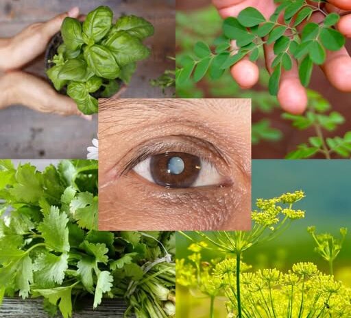 7 Hojas Esenciales que Fortalecen Naturalmente la Salud de Tus Ojos