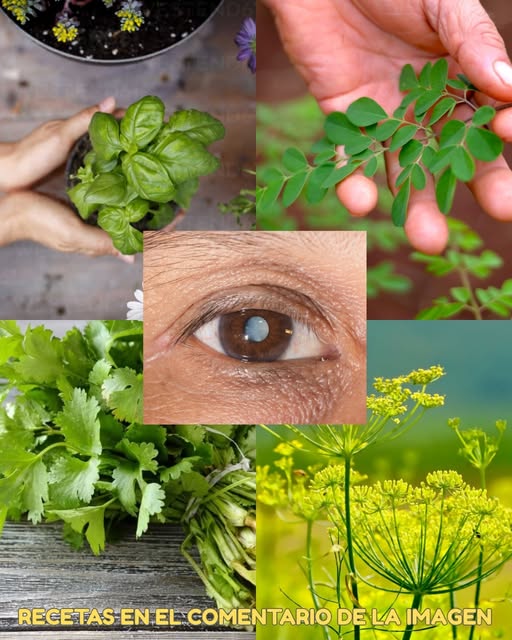 Hojas naturales para la salud ocular