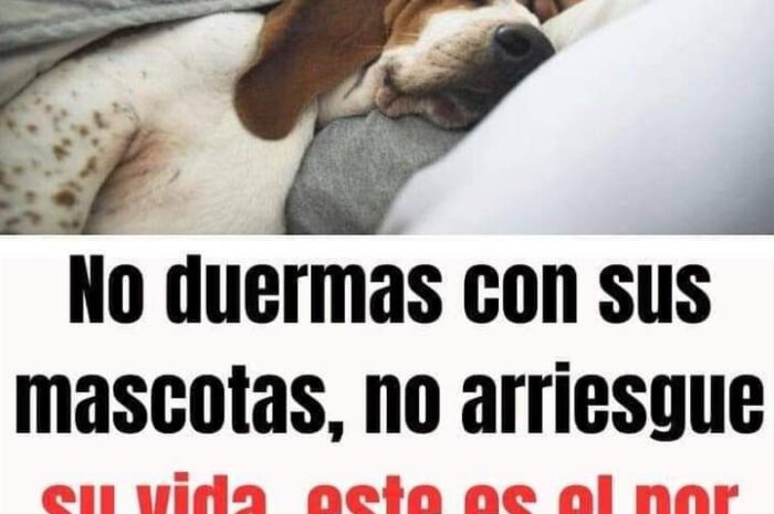 ¿Es Seguro Dormir con tu Mascota? Riesgos y Consejos para la Salud