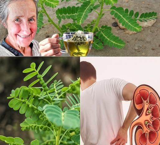 Chancapiedra: El Poder de una Planta para la Salud Renal