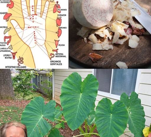 La Raíz de Taro: Un Tesoro Natural para tu Salud y Bienestar