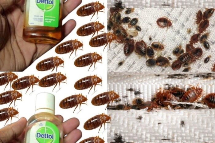 Cómo Eliminar Chinches Rápido y Eficazmente con Remedios Naturales