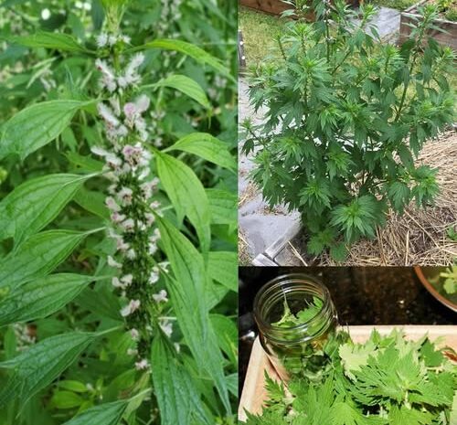 Agripalma Común: Calma Natural para el Corazón, la Mente y las Emociones