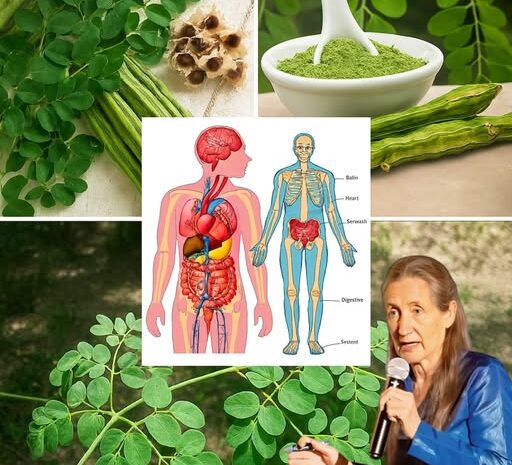 El Árbol Milagroso: Descubre los 6 Sorprendentes Beneficios de la Moringa para la Salud