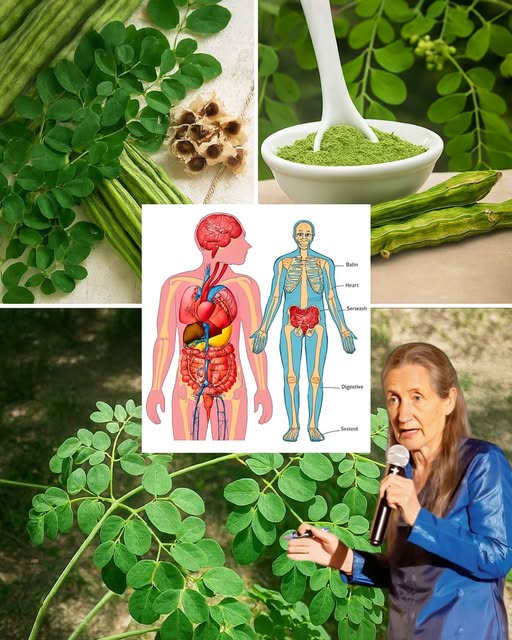 Beneficios de la Moringa para la salud