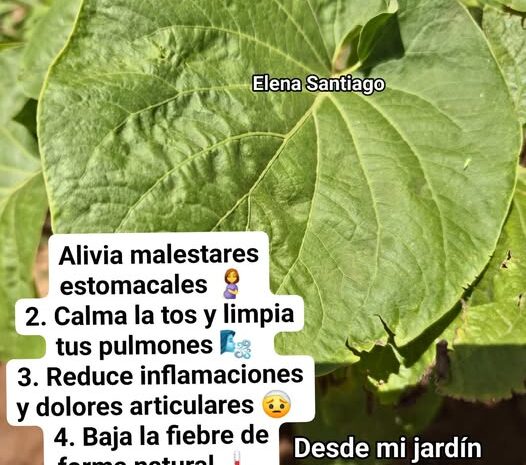 Hierba Santa: El Secreto Medicinal que Tu Abuela Conocía