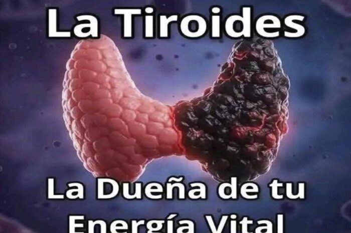 Conociendo tu Tiroides: La Clave para Mantener tu Energía Vital