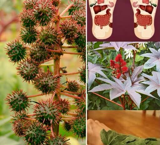 El Tesoro Oculto en tu Jardín: Propiedades y Recetas Medicinales de la Planta de Ricino