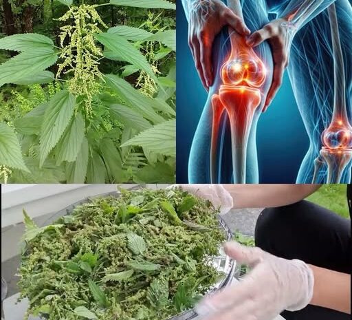 Descubre los Poderes Ocultos de la Ortiga: Un Remedio Natural para el Dolor Articular