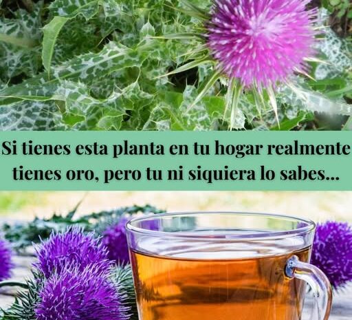 Cardo Mariano: El Tesoro Oculto de tu Jardín
