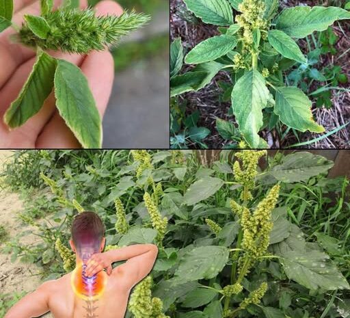 El Poder Oculto de los Dientes de León: Una Humilde Maravilla de la Naturaleza