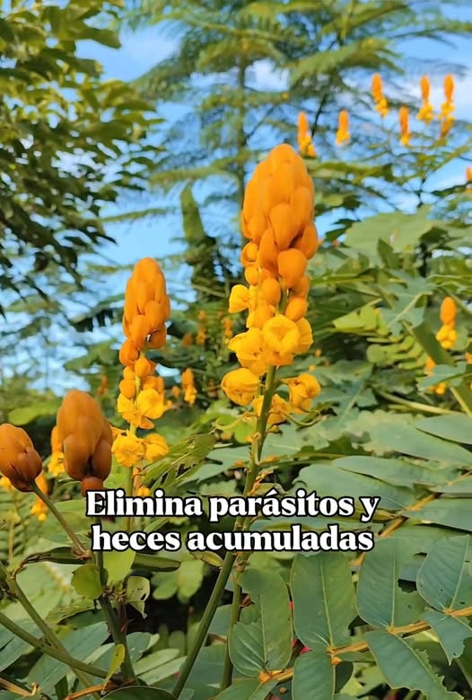 Senna alata