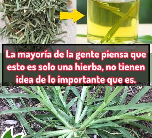 Descubre el Poder del Pasto Limón: Más que una Simple Hierba