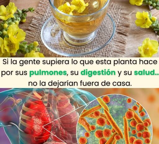 Verbasco: El Maravilloso Remedio Natural para tus Pulmones y Digestión