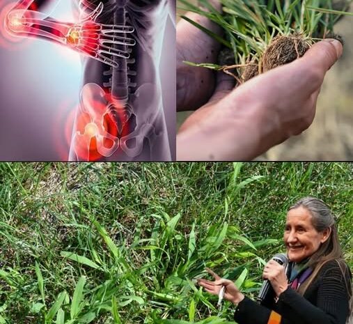 La Maleza que Cura: 10 Razones para no Arrancar el Pasto de Cangrejo de tu Jardín