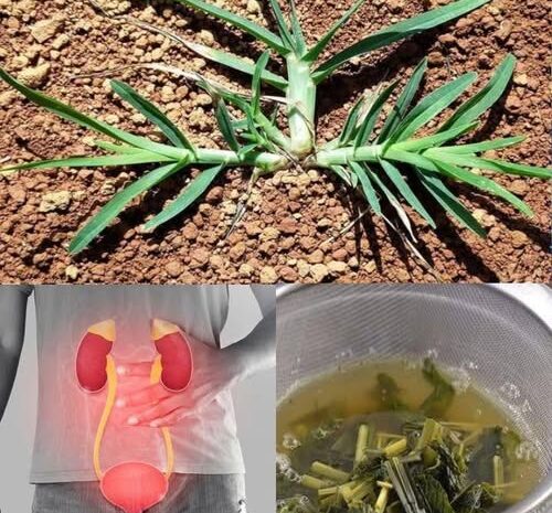 La Cola de Caballo: Un Poderoso Remedio Natural para la Salud Renal