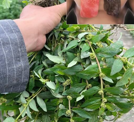 El Poder Curativo de una Hierba Olvidada: La Mina de Oro del Jardín