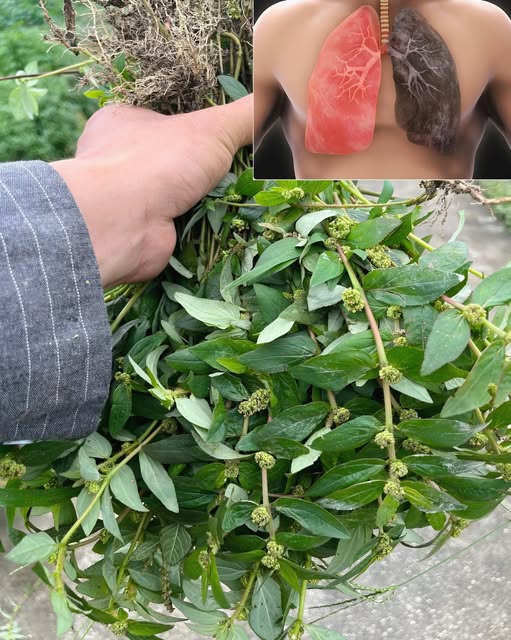 Planta medicinal en el jardín