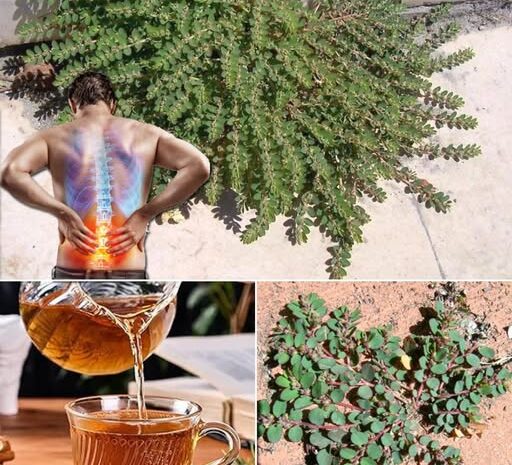 Chanca Piedra: La Planta Silvestre que Mejora tu Salud
