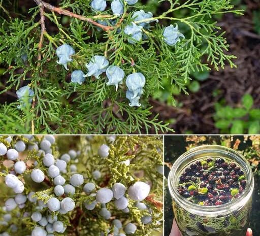 Descubre el Poder del Enebro: Recetas, Salud y Remedios Naturales