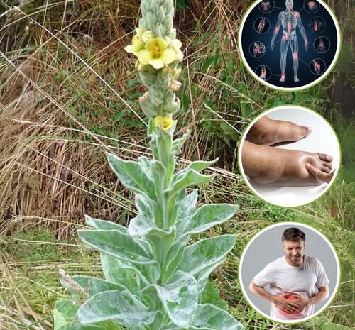 Gordolobo: La Modesta Maravilla Natural para tu Salud