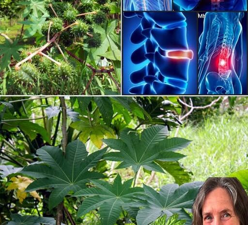 El Ricino: Un Tesoro Natural para tu Salud