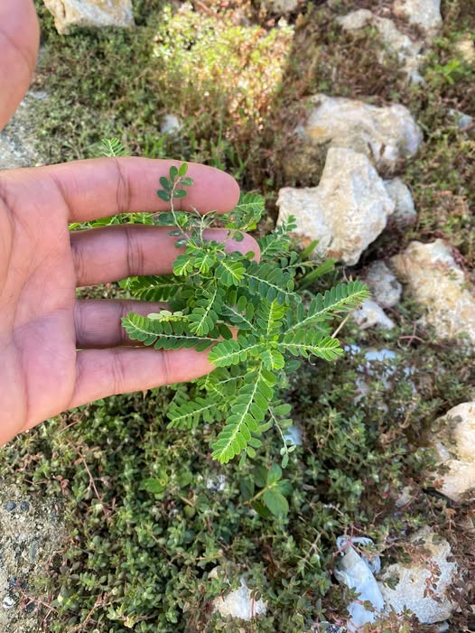 Chancapiedra (Phyllanthus niruri)