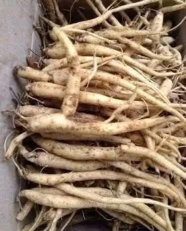 La Raíz Más Potente: Ginseng y Sus Beneficios en Remedios Naturales