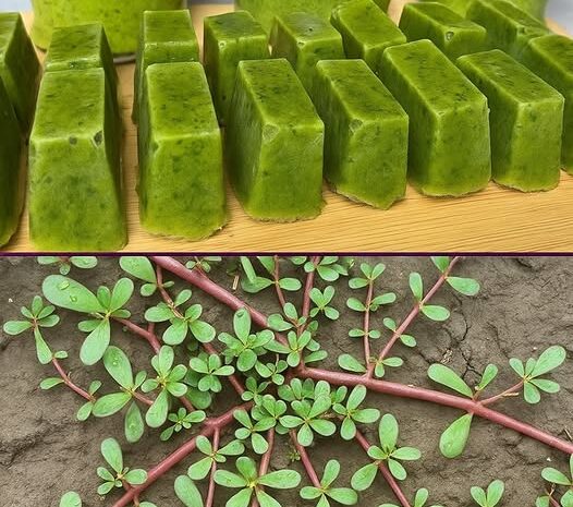 Verdolaga: El Tesoro Verde del Jardín para tu Salud