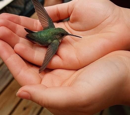 El Significado Espiritual de un Colibrí en Tu Hogar: Un Mensaje de Cuidado y Serenidad