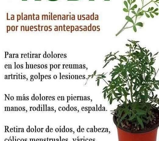 Beneficios de la Ruda: Remedios Naturales para Aliviar Dolor