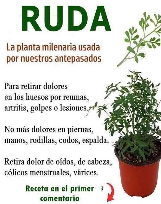 Planta de Ruda en una Maceta