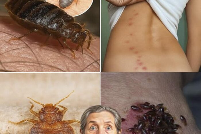 ¡Adiós Chinches! Elimina estos Insectos de tu Jardín en Minutos