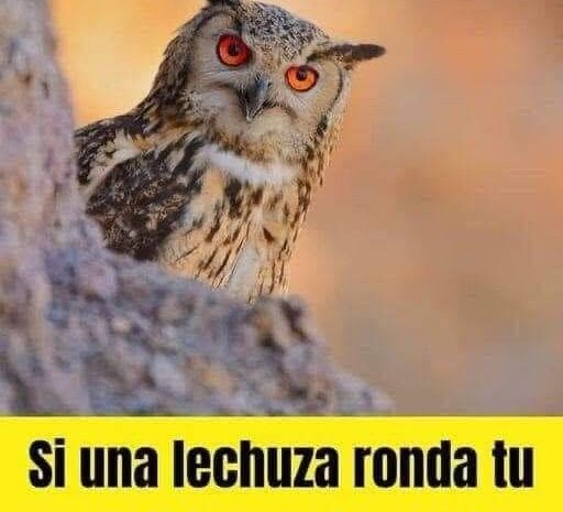 Lechuzas: Mitos, Curiosidades y su Importancia en la Naturaleza