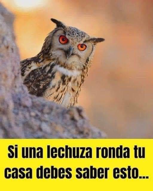 Lechuza en su hábitat natural