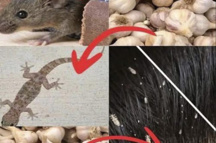 El Ajo: Tu Arma Letal Contra Ratones, Lagartijas y Piojos