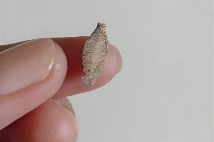 Revisa tu Hogar: Insectos que Pueden Afectar tu Salud y Remedios Naturales para Combatirlos