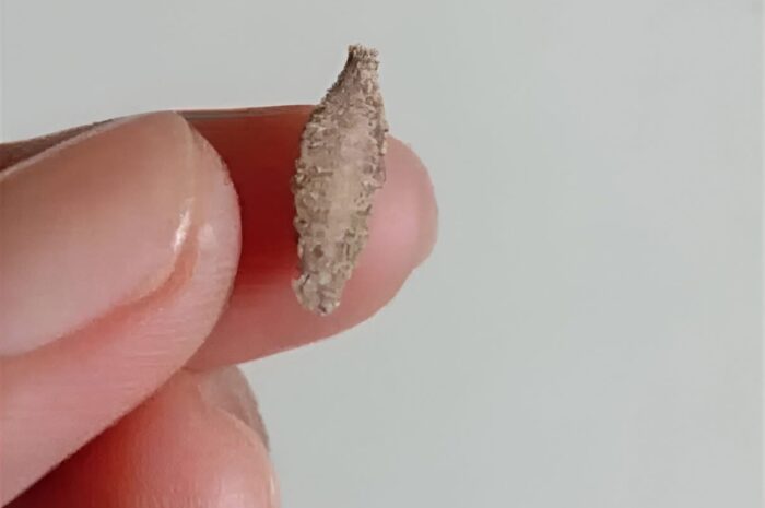 ¿Insectos en Casa? Identificación y Remedios Naturales