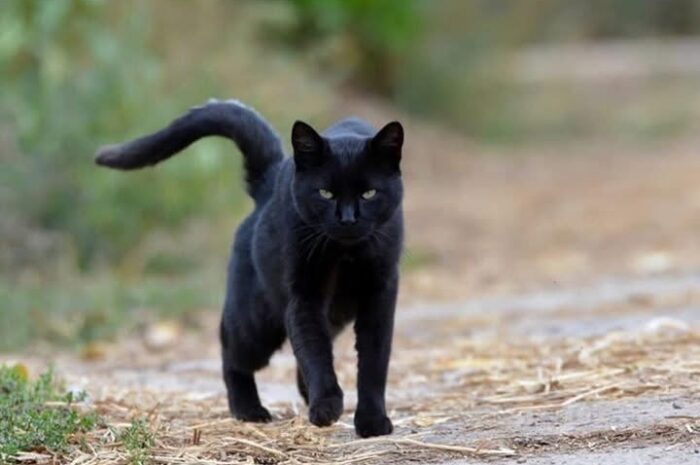 El Significado de un Gato Negro que se Te Acerca