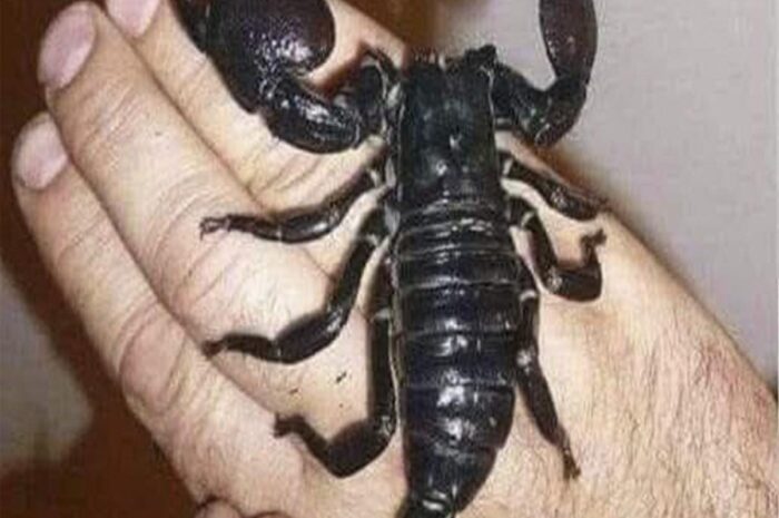 Qué Hacer si un Escorpión Pica tu Mano: Guía de Primeros Auxilios y Remedios Naturales