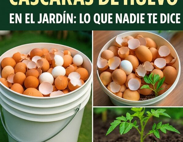 Beneficios de las Cáscaras de Huevo en el Jardín: Un Remedio Natural y Ecológico