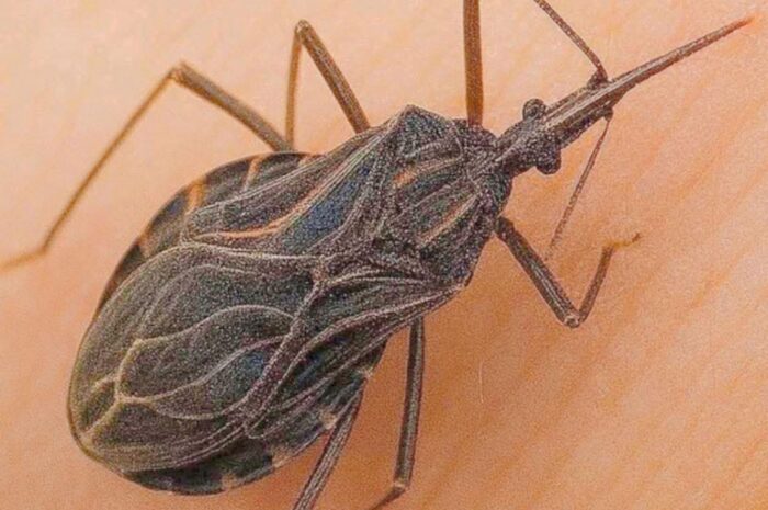 Mucho Cuidado: La Chinche Besucona y la Enfermedad de Chagas