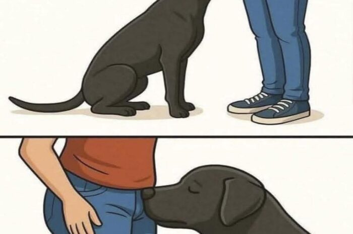 ¿Por Qué mi Perro Me Huele? Descubriendo el Comportamiento Canino