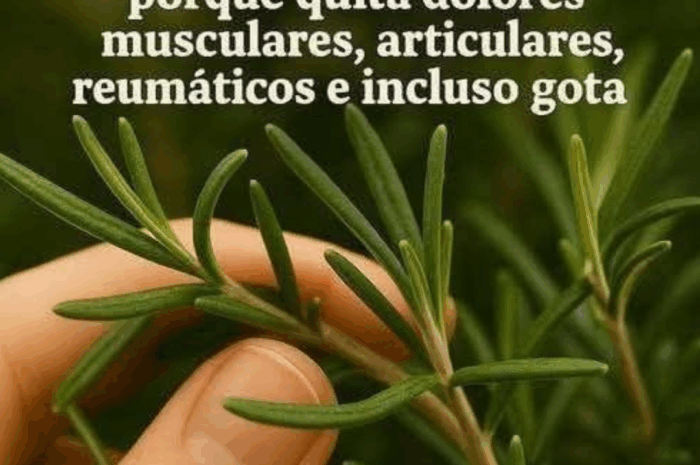 Romero: La Morfina Natural para Aliviar Dolores Musculares y Articulaciones