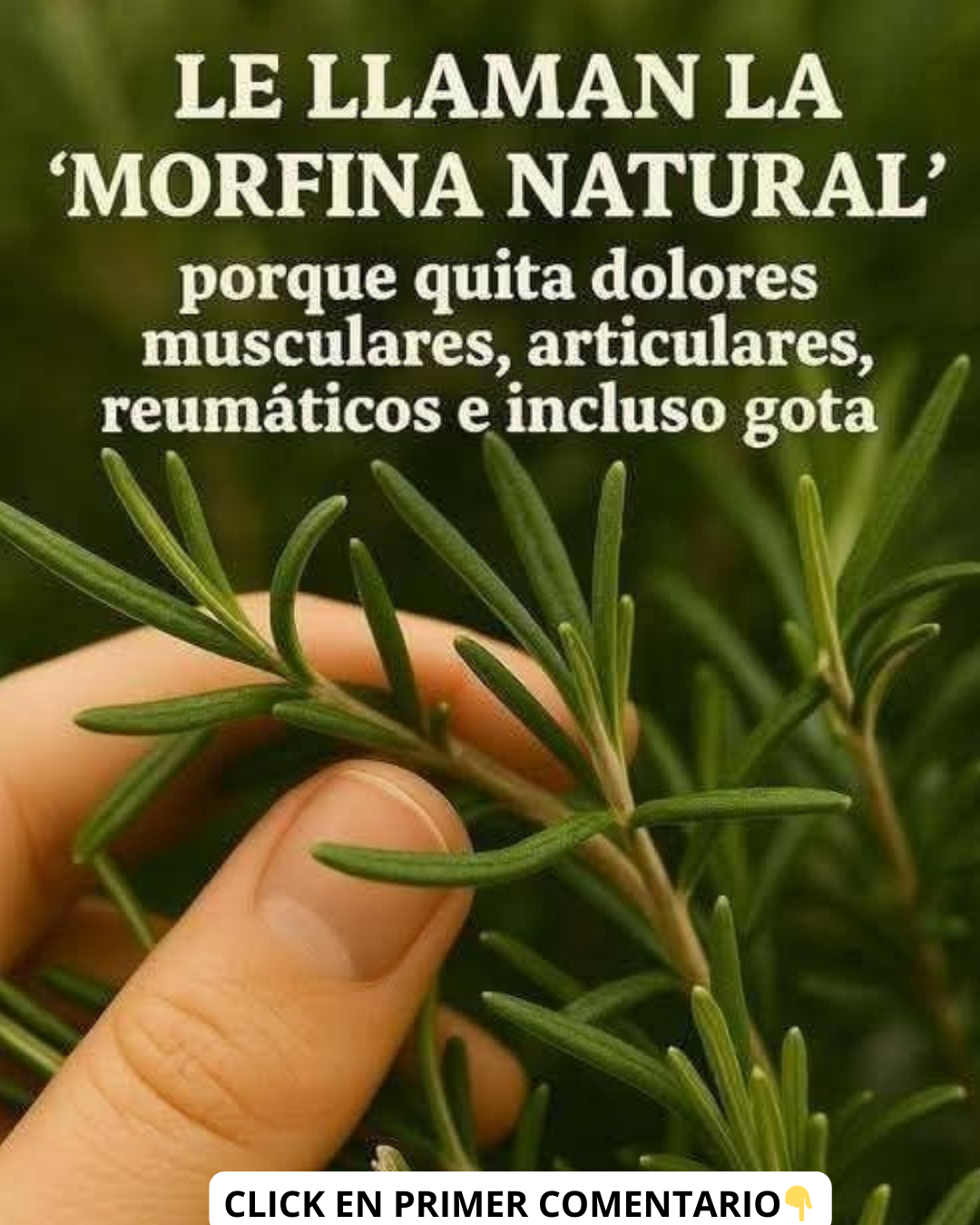 Romero, la morfina natural