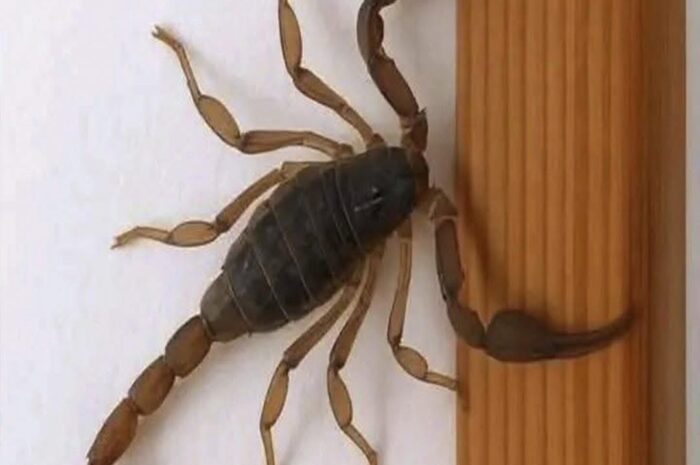 Los Alacranes y su Presencia en Tu Hogar: Mitos y Realidades