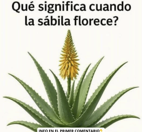 Significado y Beneficios de la Floración de la Sábila (Aloe Vera)